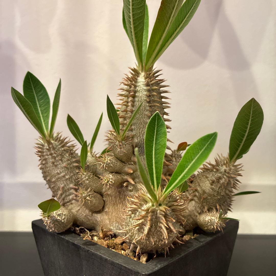 パキポディウム 恵比寿大黒　多頭