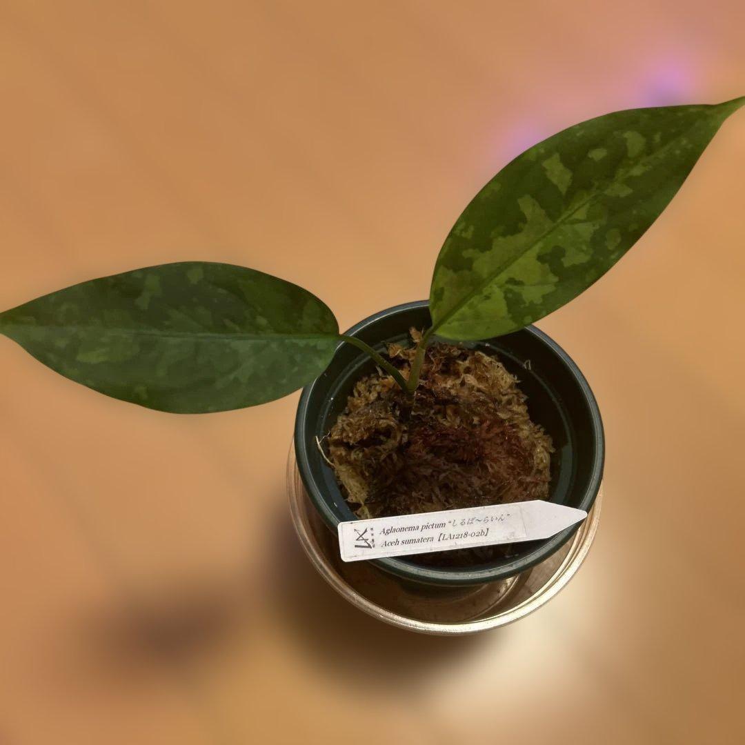 正規タグ付き　LA便　アグラオネマピクタム　Aglaonemapictum