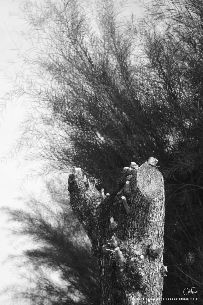 Carl Zeiss Jena Tessar 50mm F2.8 M42マウント