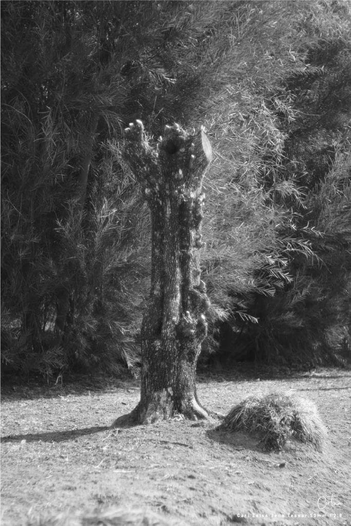 Carl Zeiss Jena Tessar 50mm F2.8 M42マウント