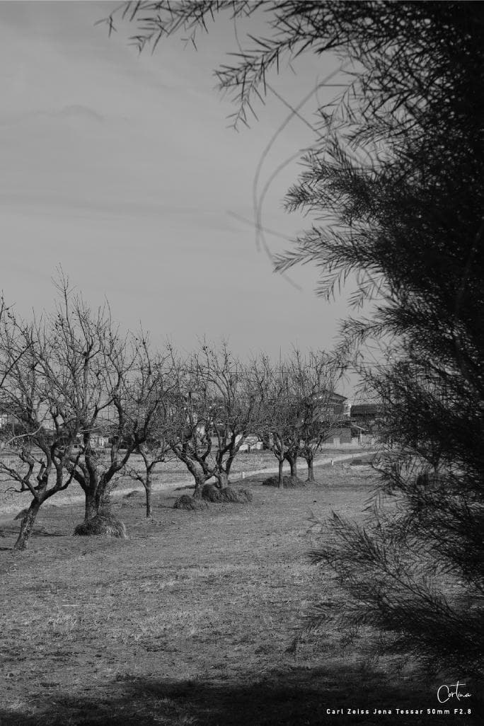 Carl Zeiss Jena Tessar 50mm F2.8 M42マウント