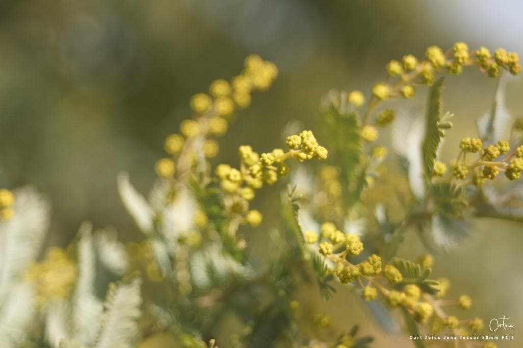 Carl Zeiss Jena Tessar 50mm F2.8 M42マウント