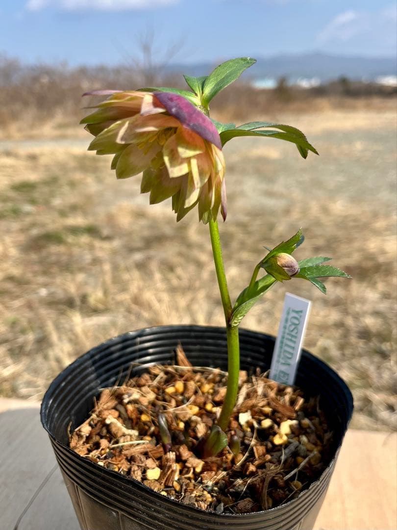 i*u様 ☘️蕾付き☘️3304⭐️超希少⭐️アンティークピエラ⭐️吉田園芸⭐️