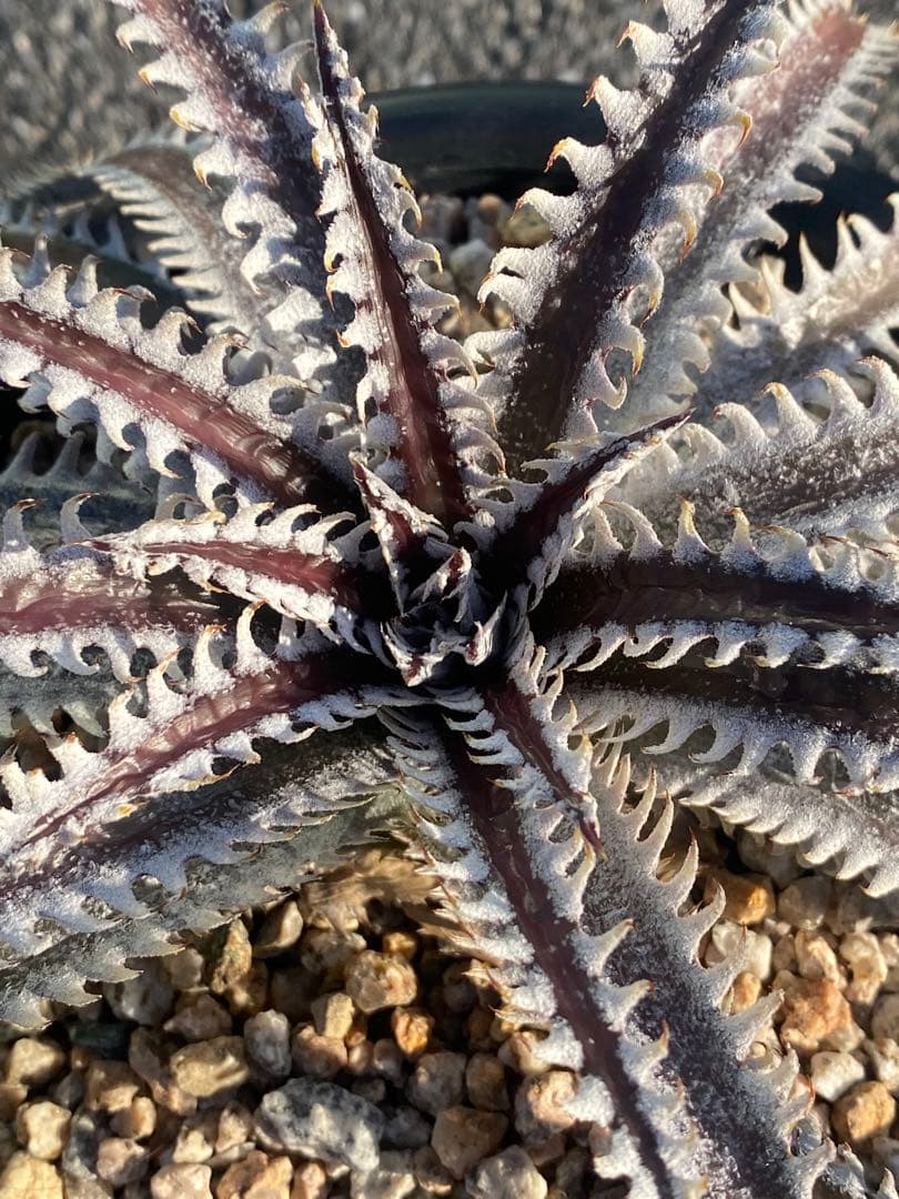 Dyckia ‘Smilodon’ Amazonico Hyb ディッキア