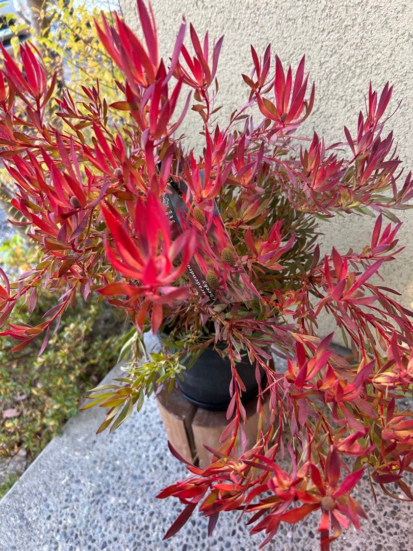 リューカデンドロンチェーキー7号