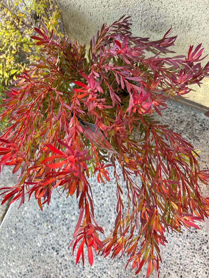 リューカデンドロンチェーキー7号