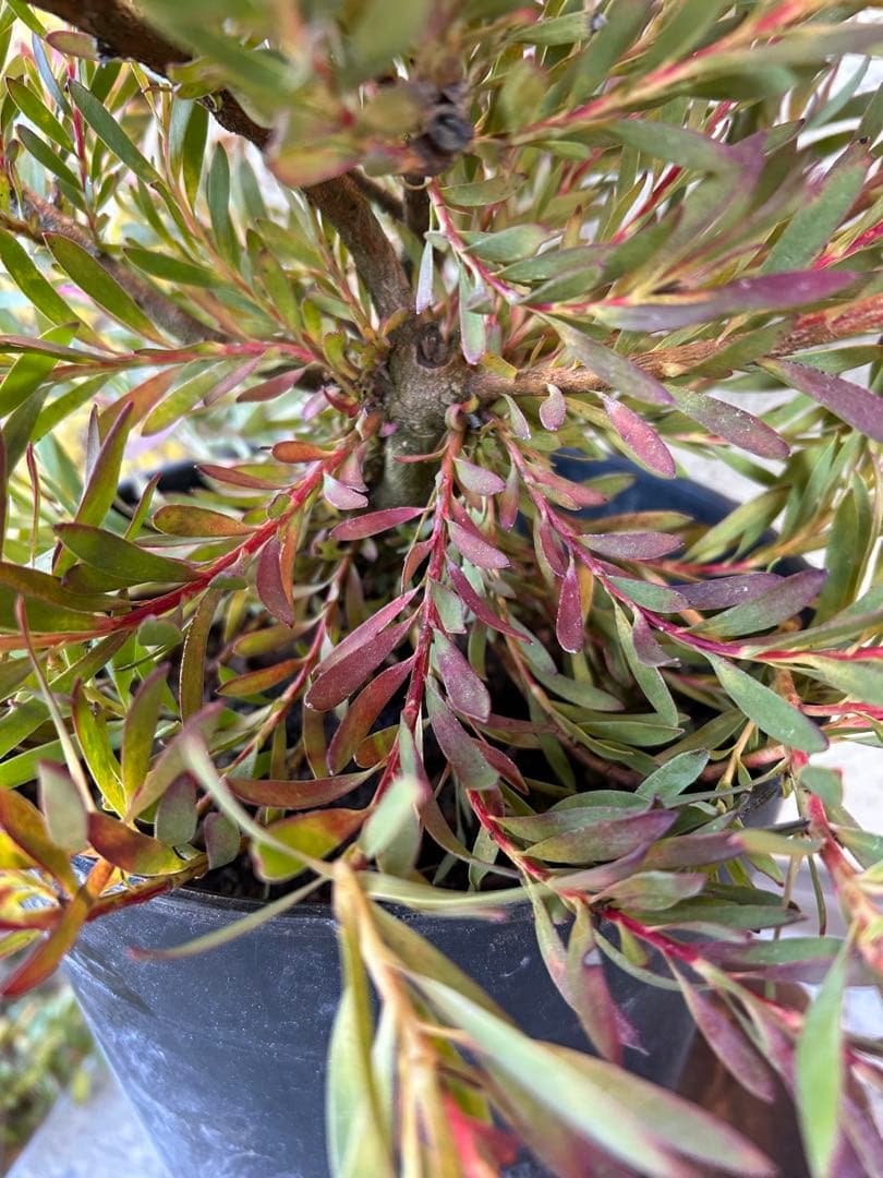 リューカデンドロンチェーキー7号