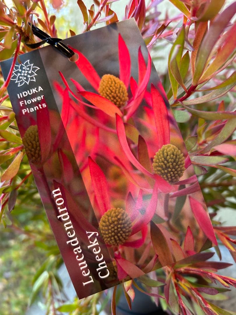 リューカデンドロンチェーキー7号