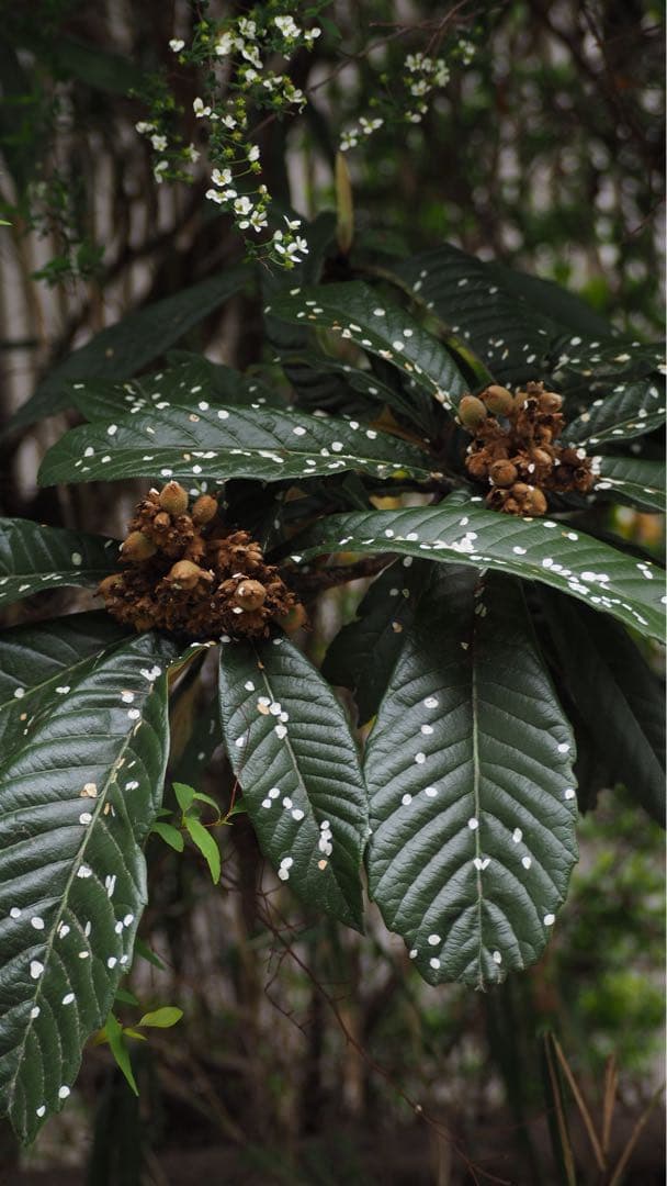 [美品] OLYMPUS OM-D EM-5 ii レンスセット