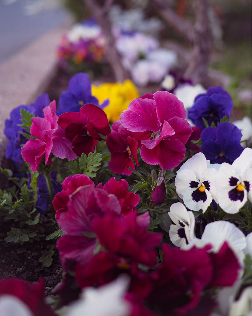 [美品] OLYMPUS OM-D EM-5 ii レンスセット