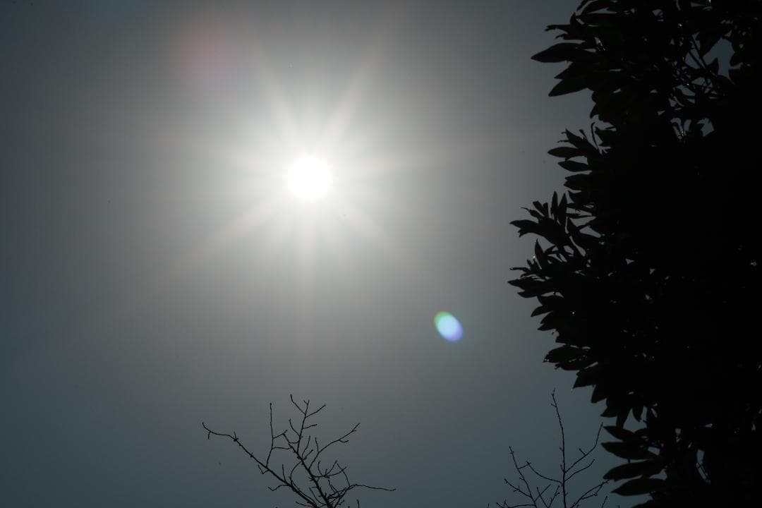 自然な光をそのまま Nikon Ai Nikkor 105mm F2.5