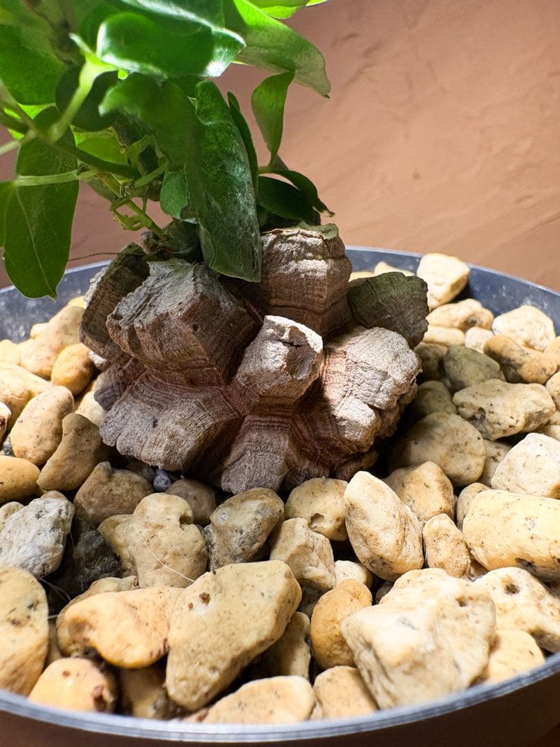 【丸型良型】アフリカ亀甲竜　実生 幅5cm 将来有望