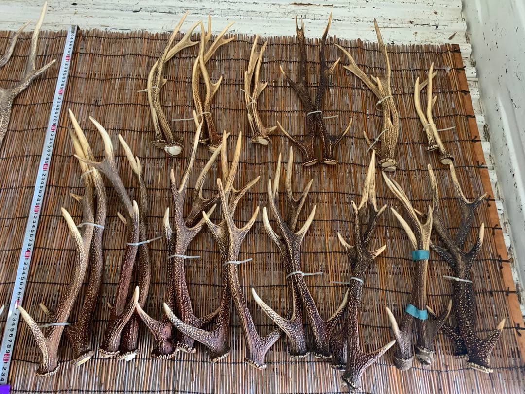ロ*ン様 43本　鹿の角　良質　アクセサリー　パーツ素材　②