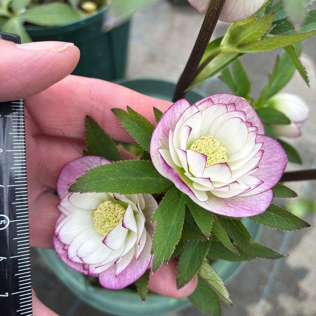 クリスマスローズ　小輪ピンクグラデーション　6寸