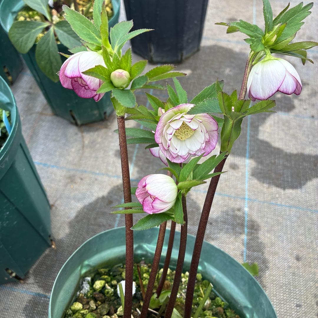 クリスマスローズ　小輪ピンクグラデーション　6寸