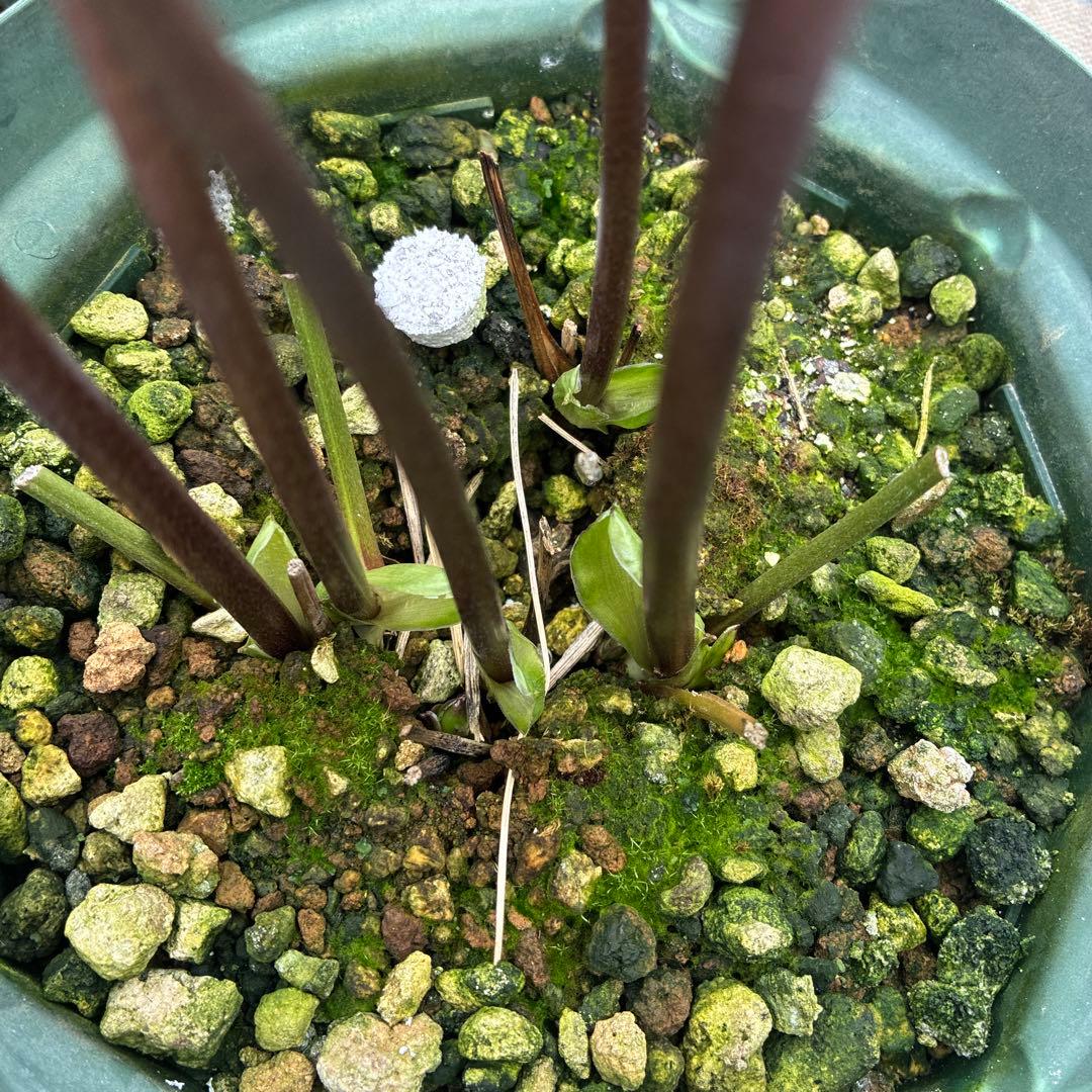 クリスマスローズ　小輪ピンクグラデーション　6寸