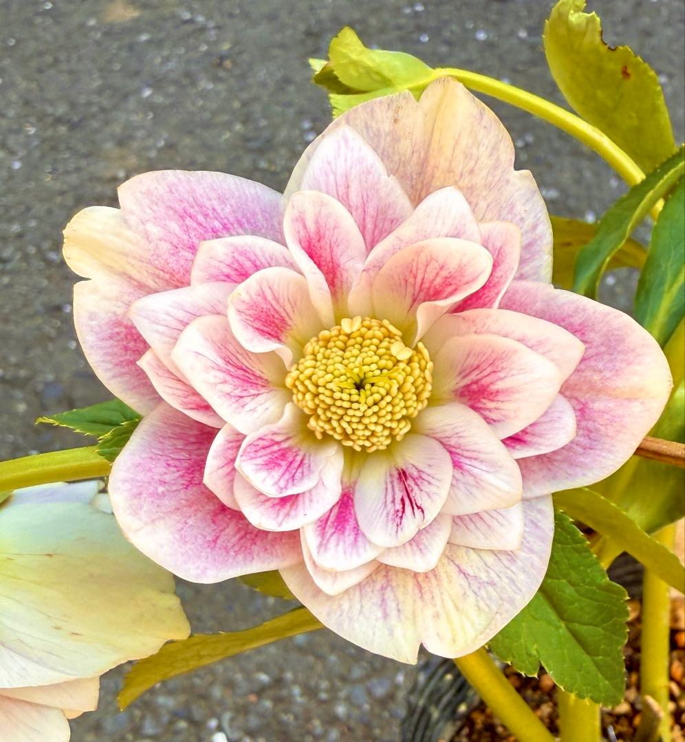 ★プリマヴェーラdd★クリスマスローズ開花株