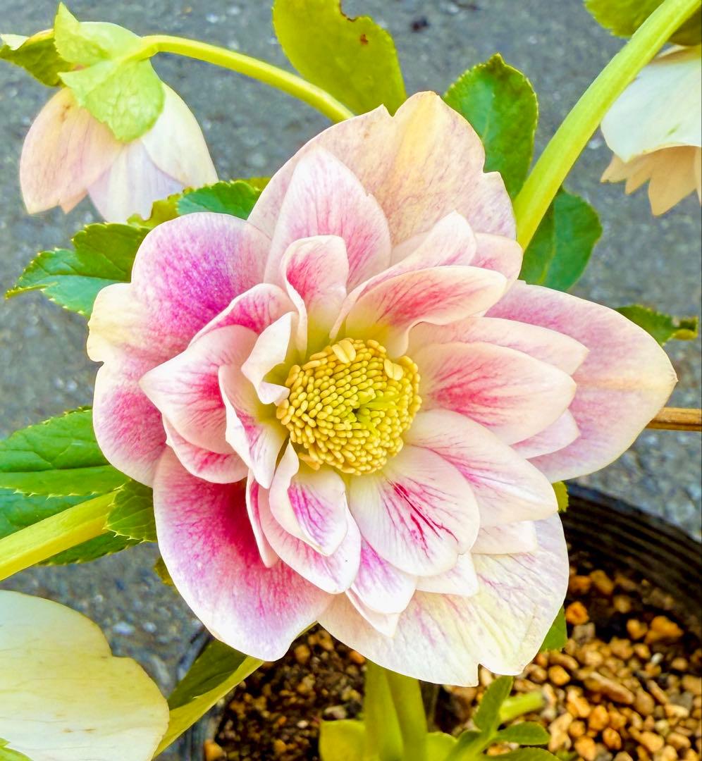 ★プリマヴェーラdd★クリスマスローズ開花株