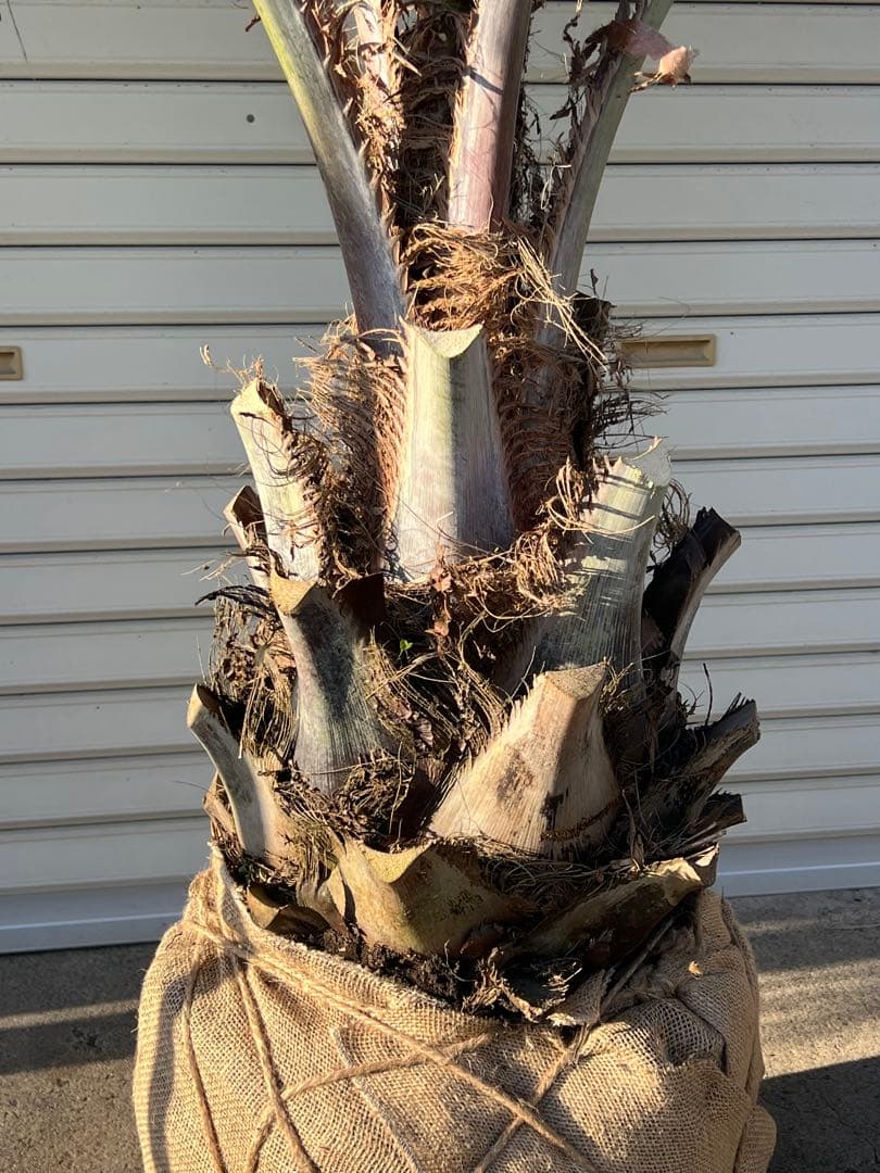 ココスヤシ　極太シルバーリーフ　ヤシの木　カルフォルニアスタイル　送料込み価格