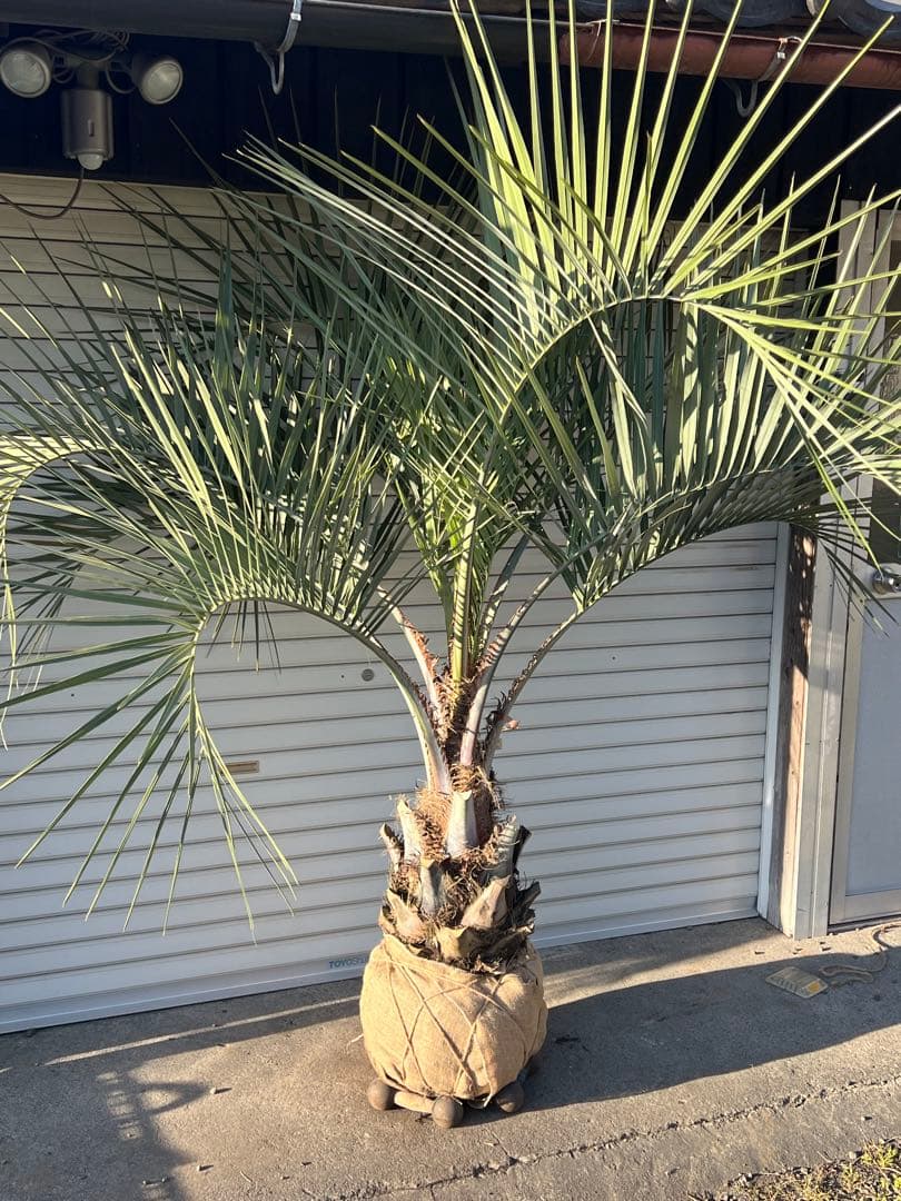 ココスヤシ　極太シルバーリーフ　ヤシの木　カルフォルニアスタイル　送料込み価格