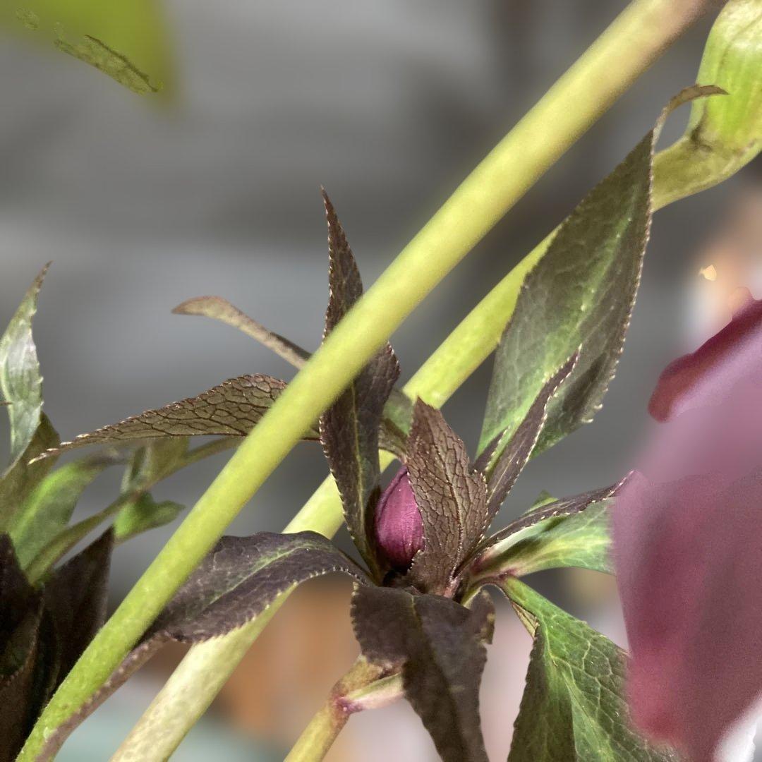 あやパン クリスマスローズ［ 雅 ]鉢花 紫