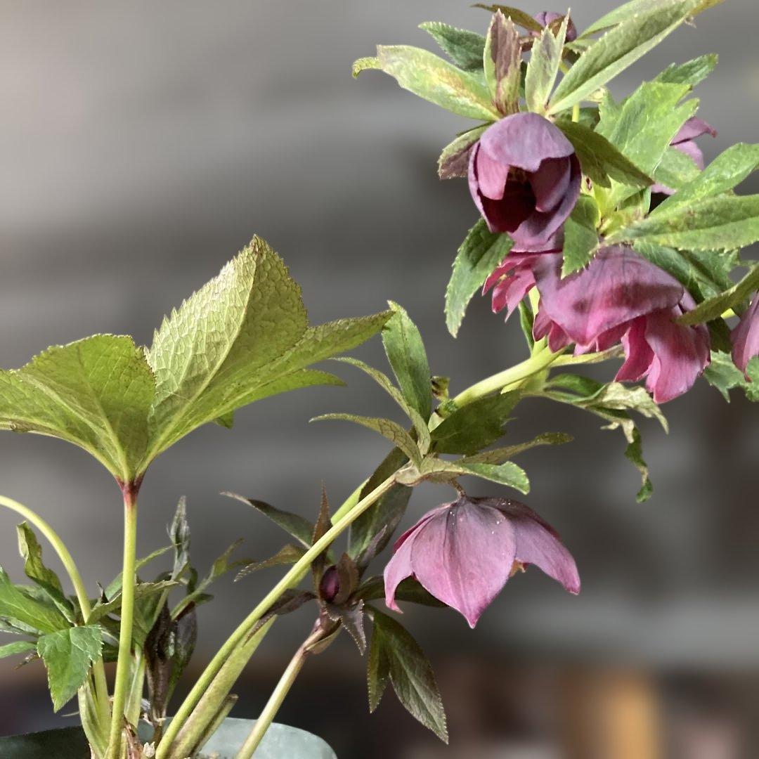 あやパン クリスマスローズ［ 雅 ]鉢花 紫