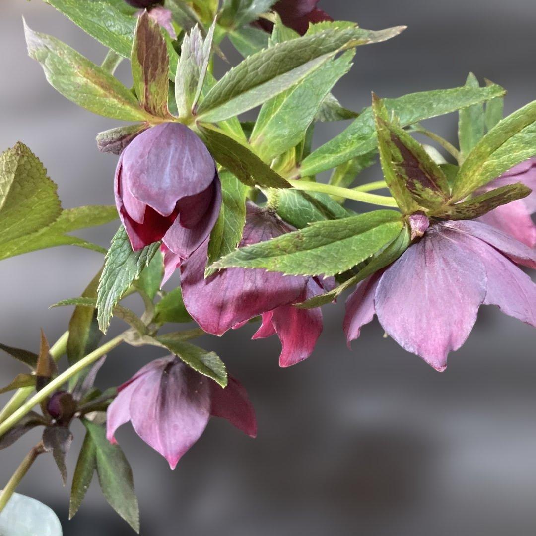 あやパン クリスマスローズ［ 雅 ]鉢花 紫