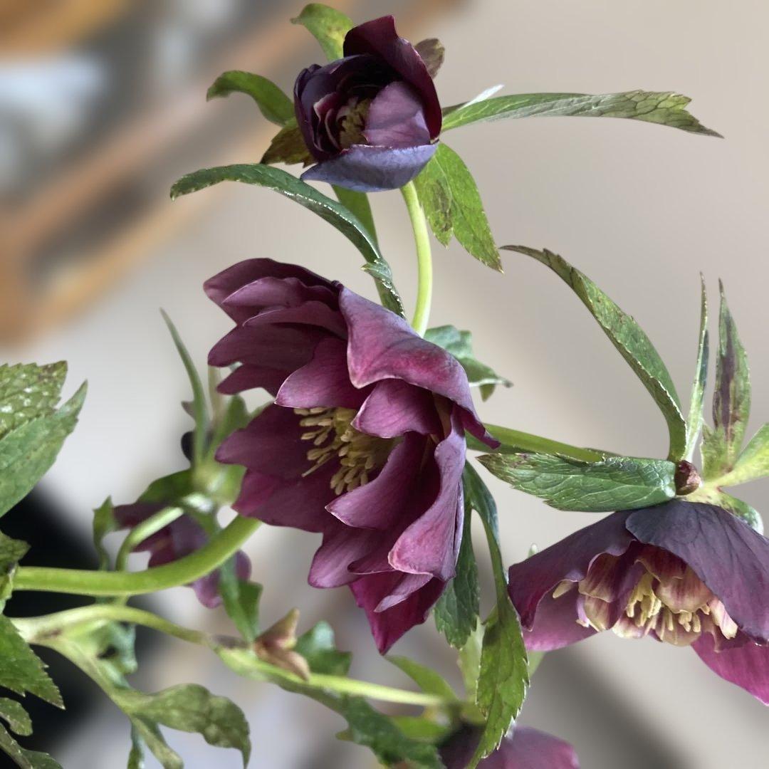 あやパン クリスマスローズ［ 雅 ]鉢花 紫