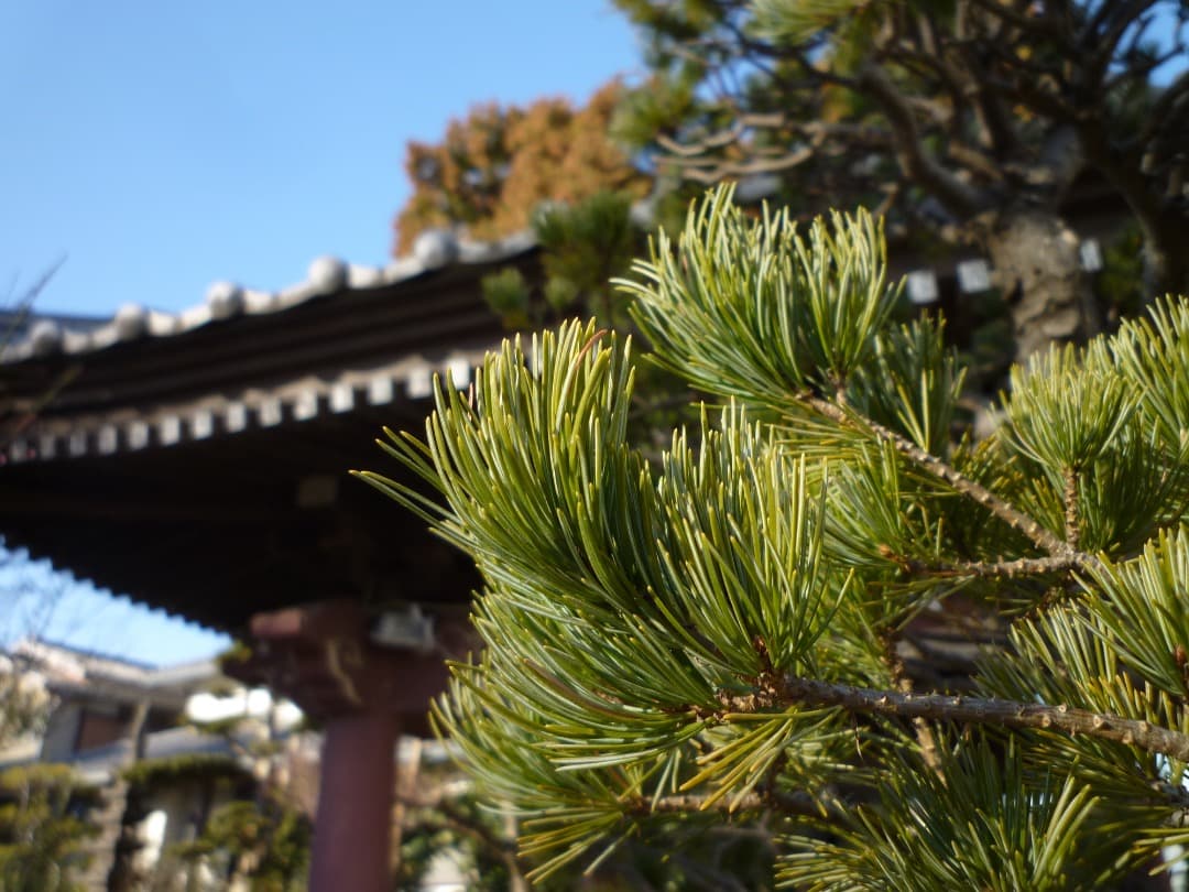 実写⭕️【動作確認済】Panasonic LUMIX FX DMC-FX40