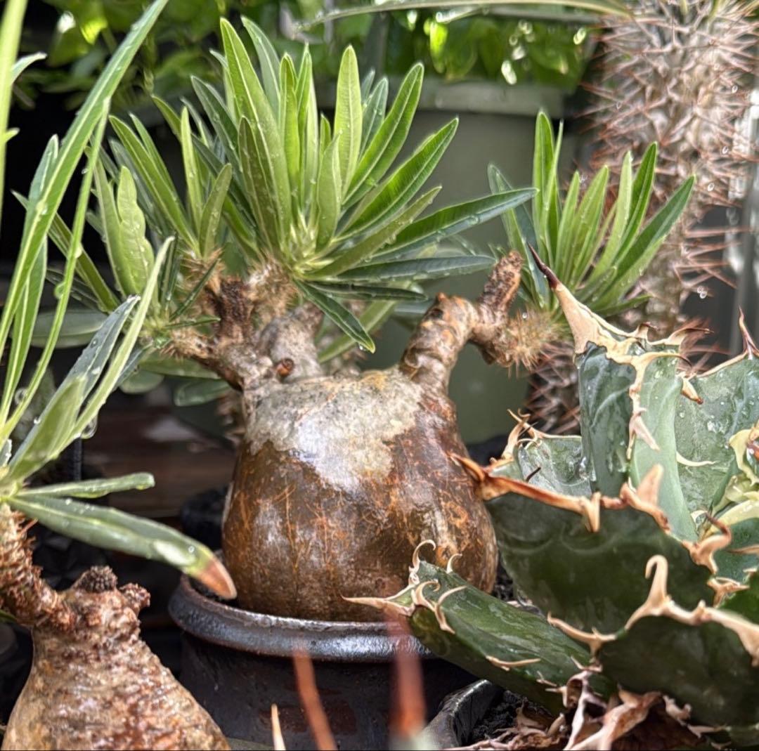 現地球 発根済 パキポディウム グラキリス 塊根幅約10cm 3年管理 姫乃翔太