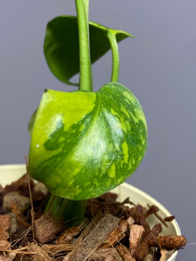 山*本様 ③【超希少‼️】モンステラ　エレクトロライト　斑入り　レア　人気　メル