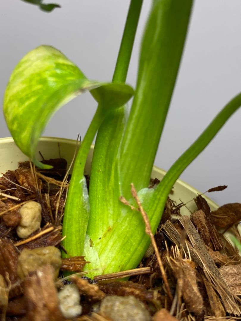 山*本様 ③【超希少‼️】モンステラ　エレクトロライト　斑入り　レア　人気　メル