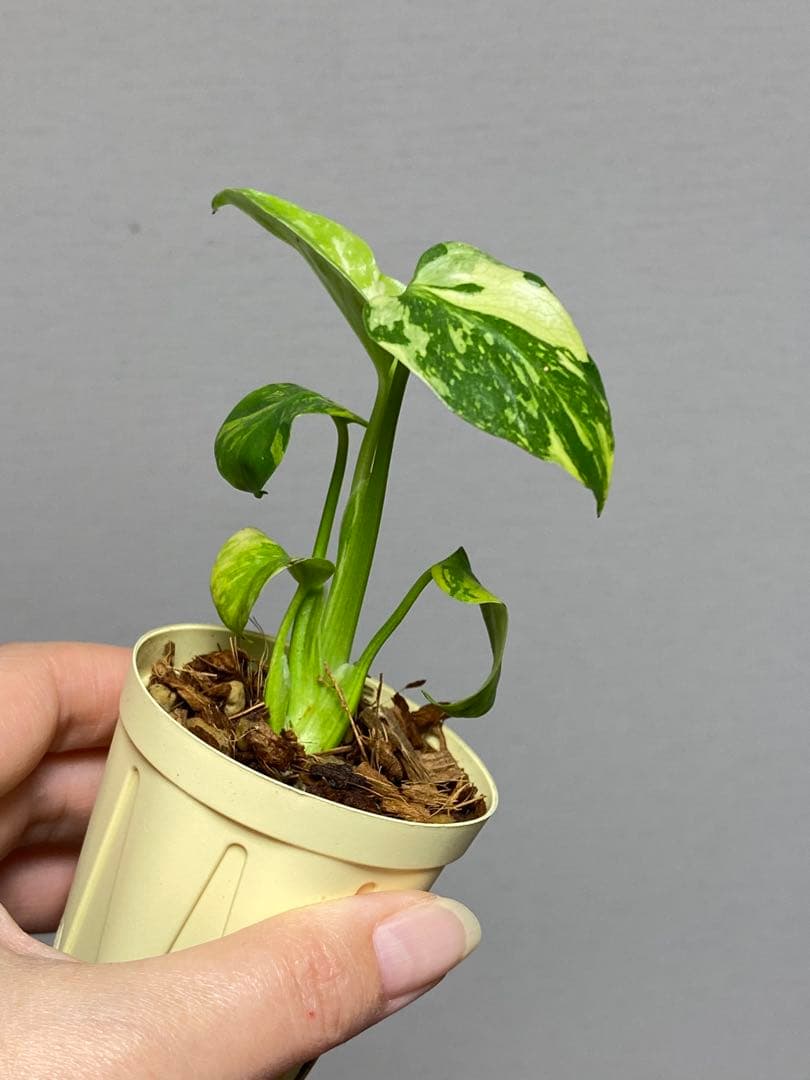 山*本様 ③【超希少‼️】モンステラ　エレクトロライト　斑入り　レア　人気　メル