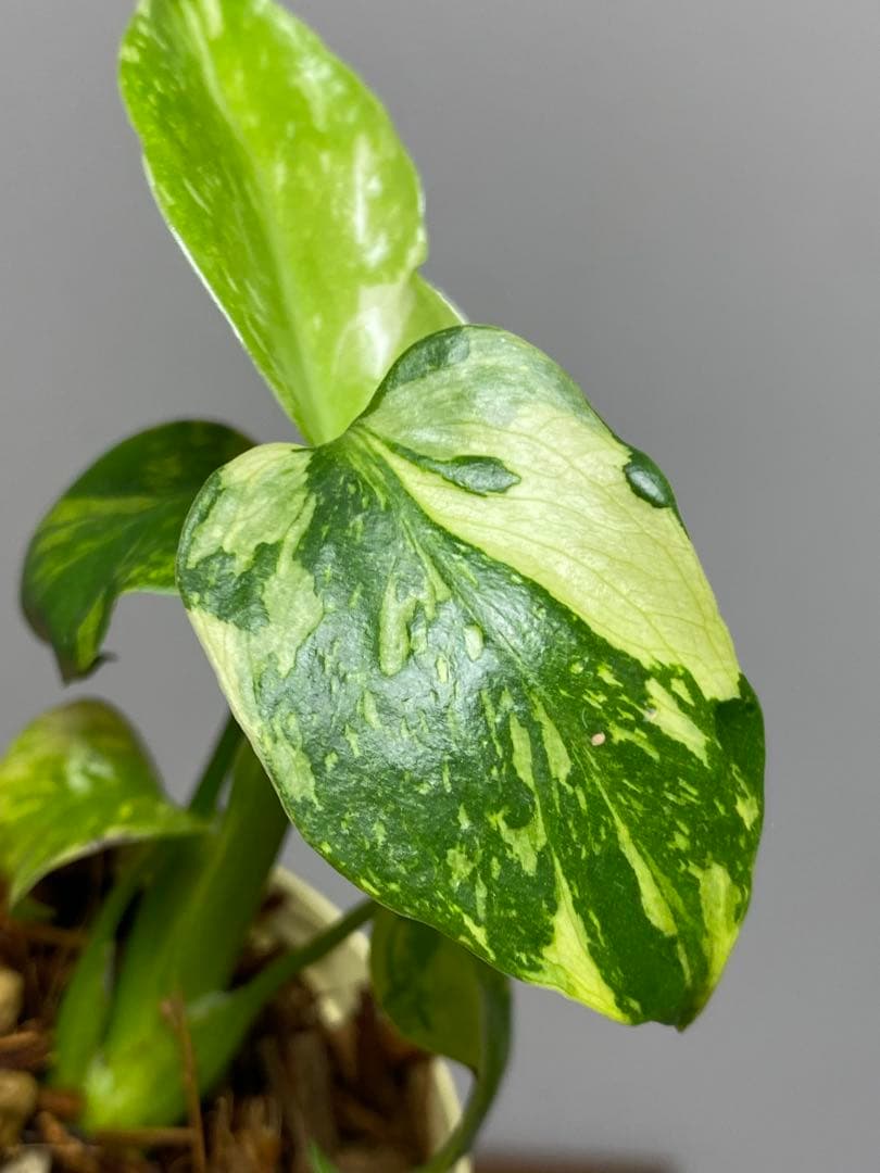 山*本様 ③【超希少‼️】モンステラ　エレクトロライト　斑入り　レア　人気　メル