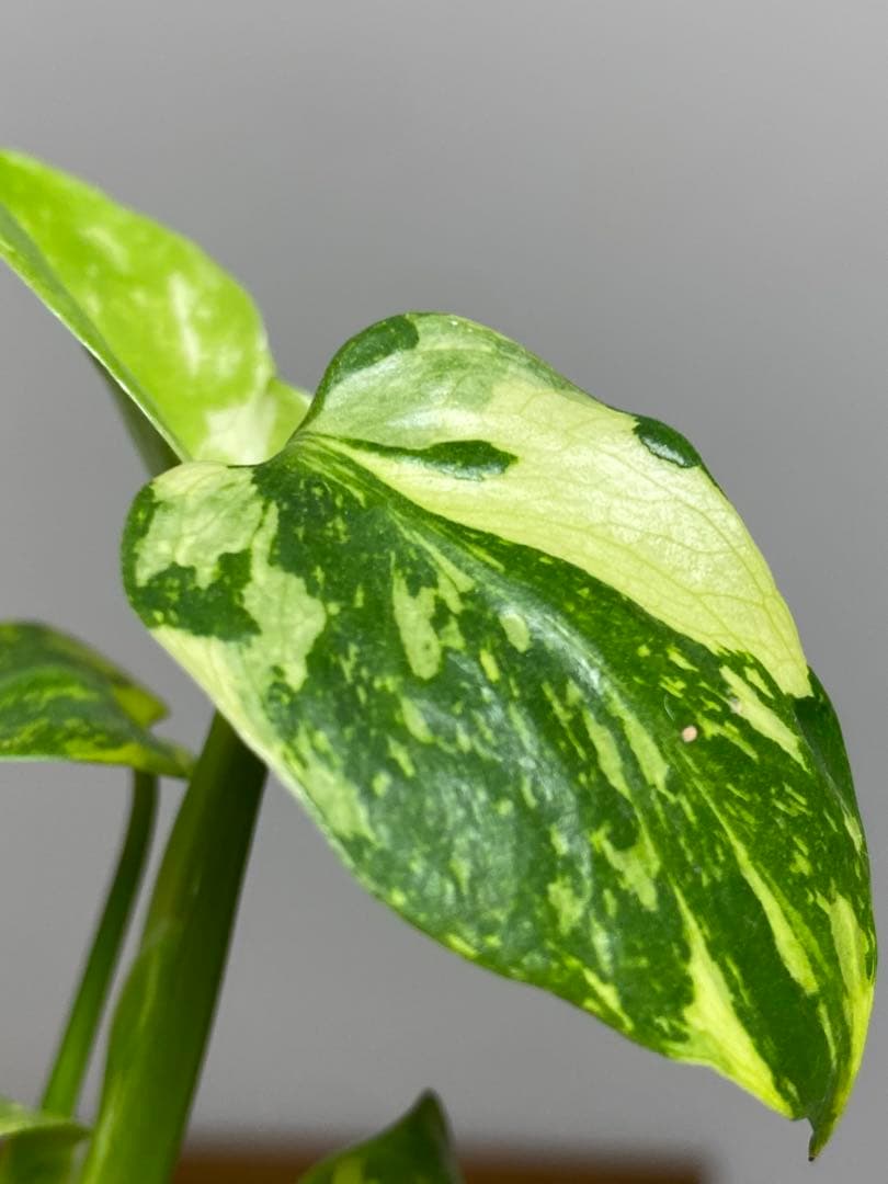 山*本様 ③【超希少‼️】モンステラ　エレクトロライト　斑入り　レア　人気　メル