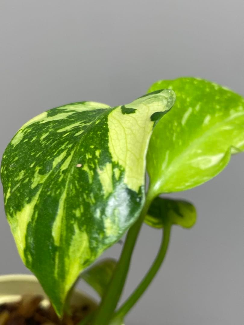 山*本様 ③【超希少‼️】モンステラ　エレクトロライト　斑入り　レア　人気　メル