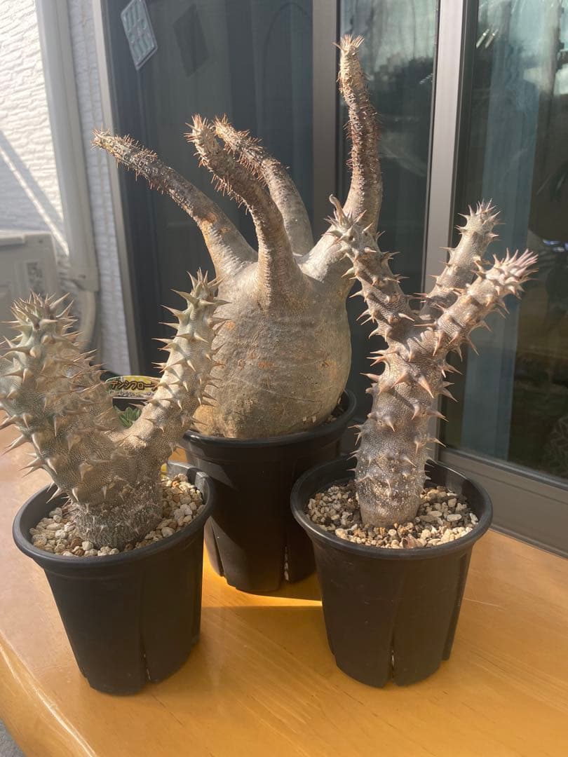 和*田様 パキポディウム　グラキリス　塊根植物　デンシフローラム