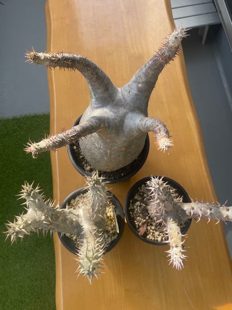 和*田様 パキポディウム　グラキリス　塊根植物　デンシフローラム