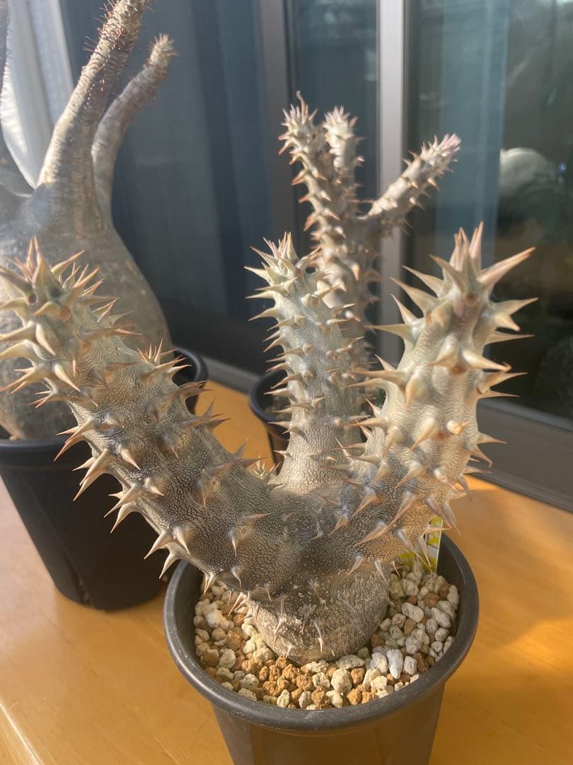 和*田様 パキポディウム　グラキリス　塊根植物　デンシフローラム