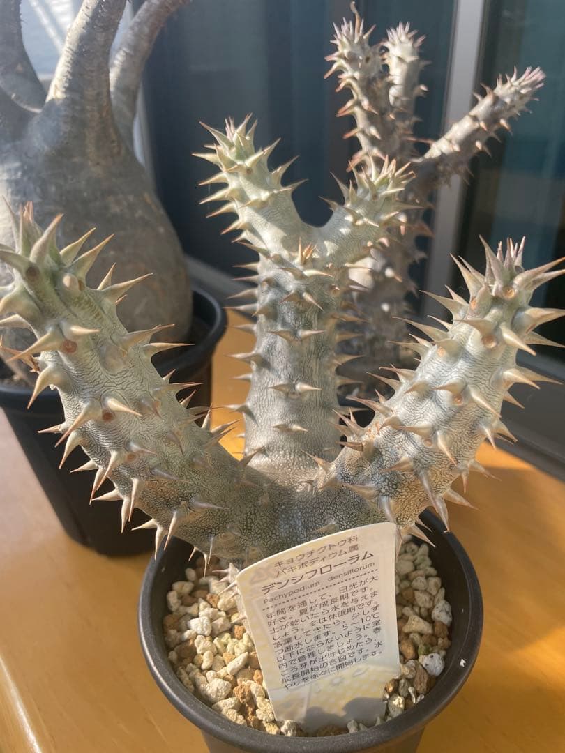 和*田様 パキポディウム　グラキリス　塊根植物　デンシフローラム