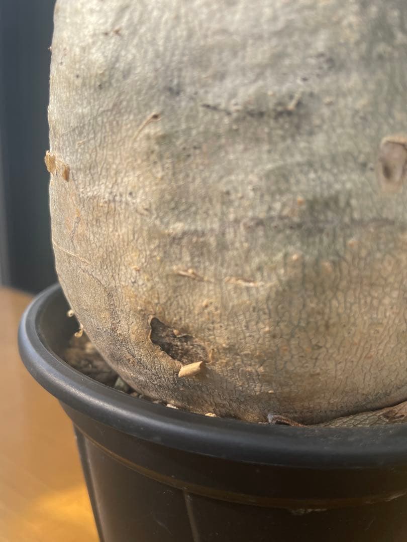 和*田様 パキポディウム　グラキリス　塊根植物　デンシフローラム