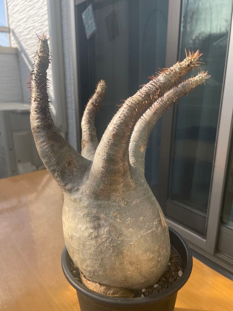 和*田様 パキポディウム　グラキリス　塊根植物　デンシフローラム