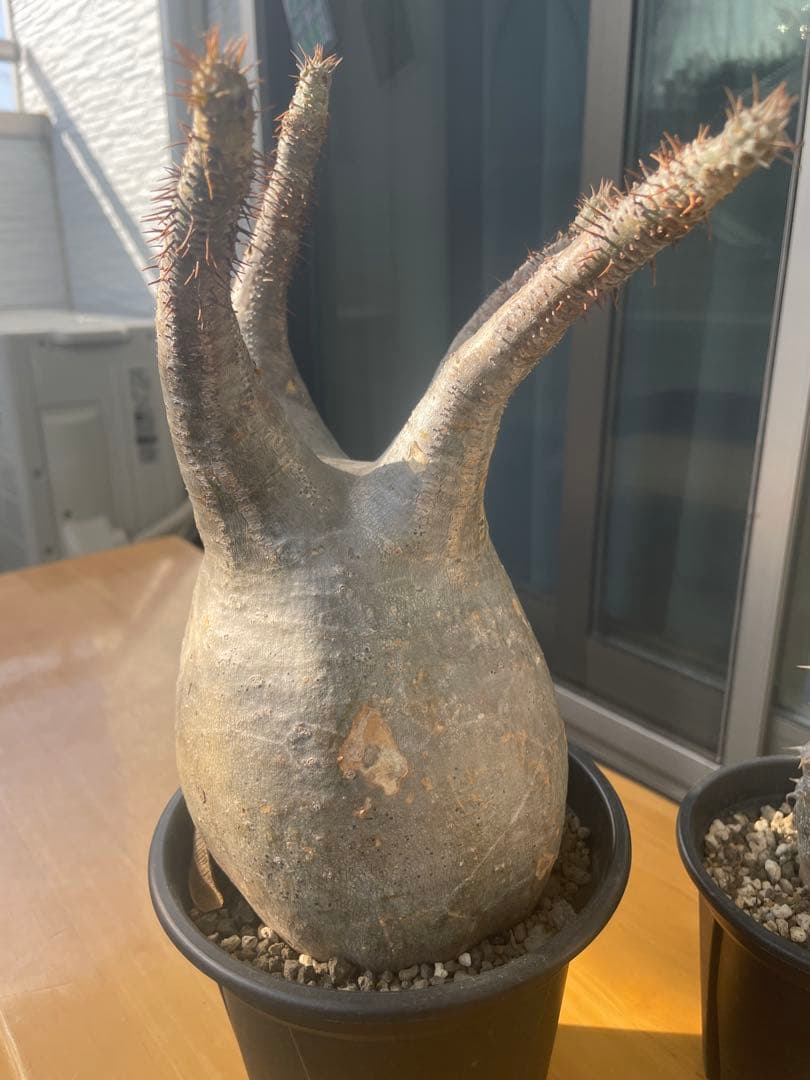 和*田様 パキポディウム　グラキリス　塊根植物　デンシフローラム