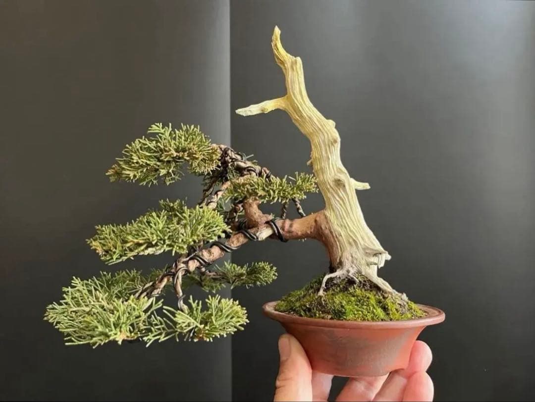 ト*ロ様 オークション出品　真柏盆栽　糸魚川真柏　(検索用　五葉松、黒松、紅葉、