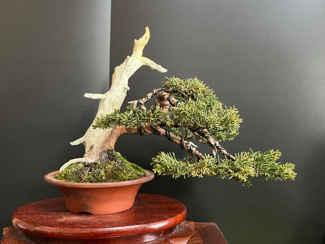 ト*ロ様 オークション出品　真柏盆栽　糸魚川真柏　(検索用　五葉松、黒松、紅葉、