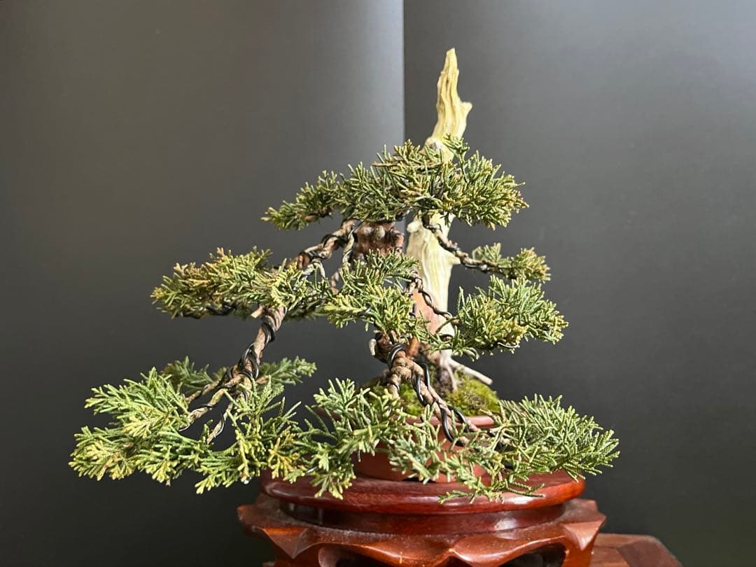 ト*ロ様 オークション出品　真柏盆栽　糸魚川真柏　(検索用　五葉松、黒松、紅葉、