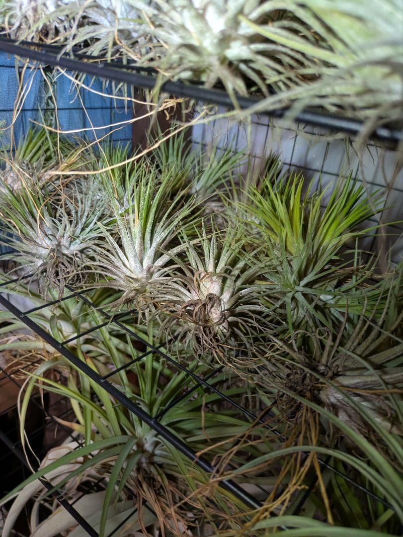 塚*龍様 ティランジア　エアプランツ　【100個〜まとめ売り】