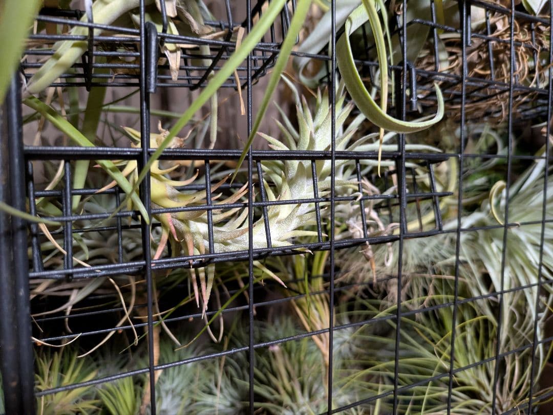 塚*龍様 ティランジア　エアプランツ　【100個〜まとめ売り】