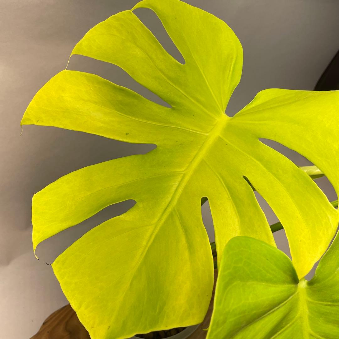 三*ん様 L029 モンステラ　デリシオーサ　黄金葉　ゴールドリーフ　フルムーン