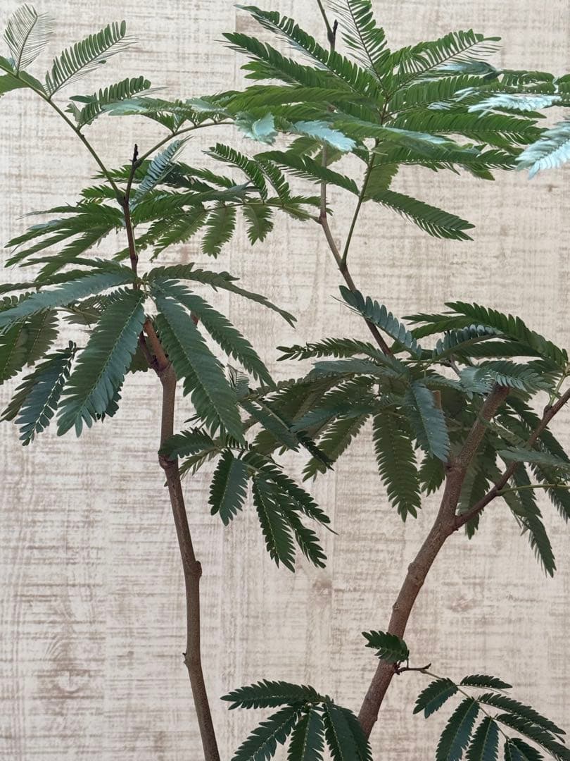 エバーフレッシュ♪ 112cm ホワイト陶器♪